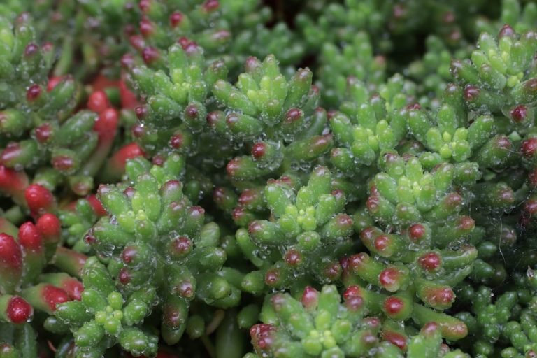 Can Sedum survive winter? Personal experience 2022