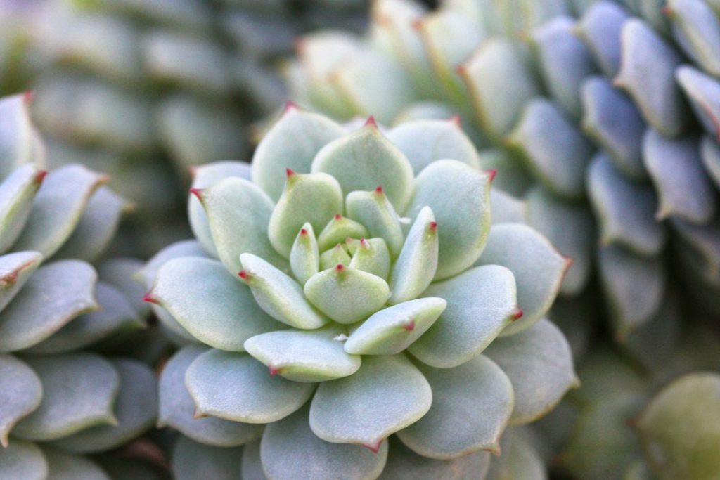 How Do Succulents Grow Best