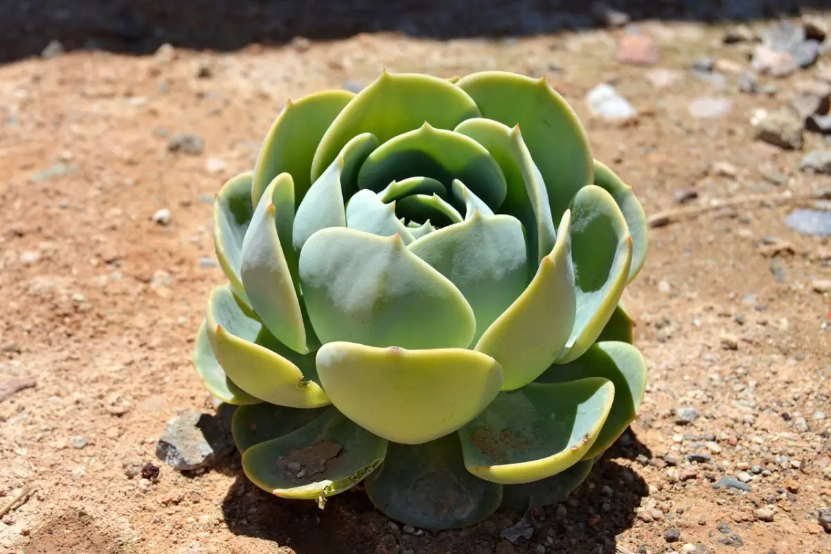 Can You Plant Succulents In The Ground, How To Plant Succulents In The Ground