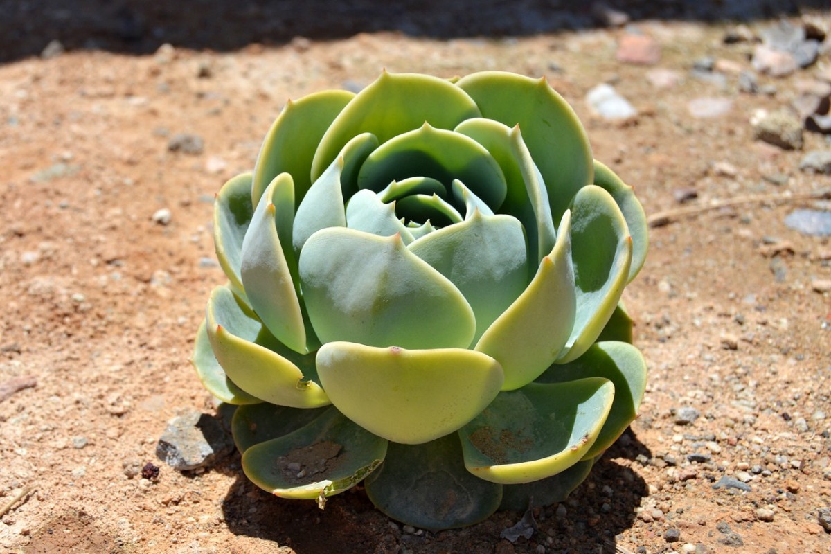 Can You Plant Succulents In The Ground Grower Can You Plant Succulents In The Ground, How To Plant Succulents In The Ground