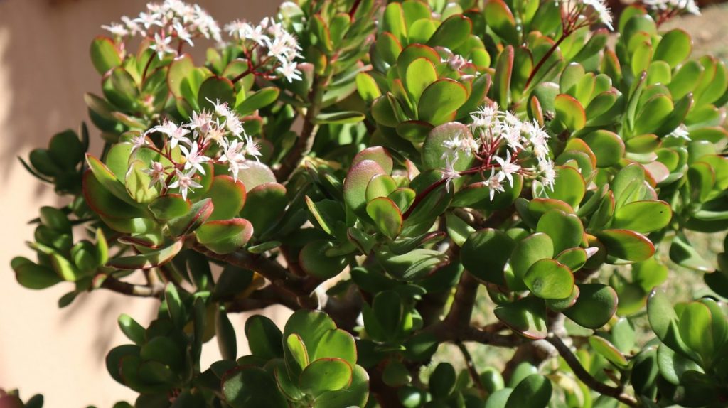 Jade Plant Too Heavy Falling Over