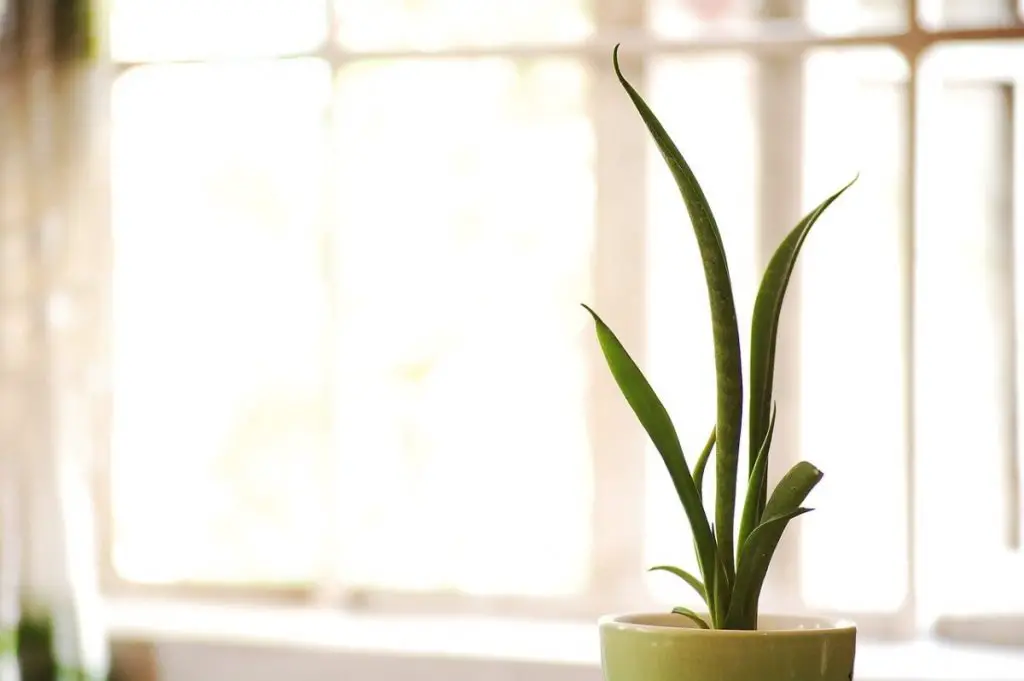 Where to Place Snake Plant in Feng Shui