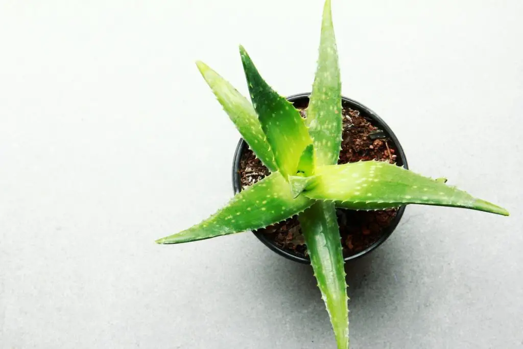 Do You Water Aloe Vera from Top or Bottom