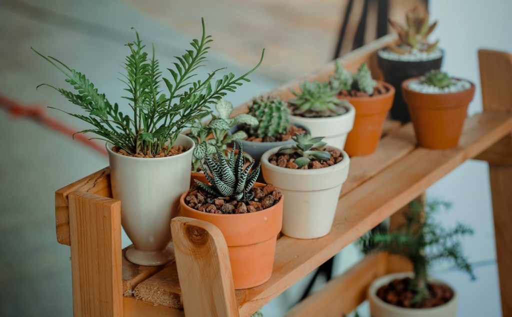 Watering Succulents After Planting