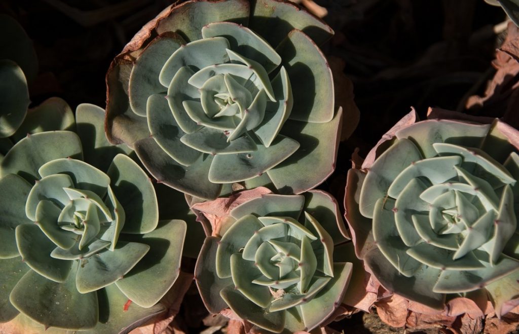 Succulent Leaves Shriveling: Causes and Treatments