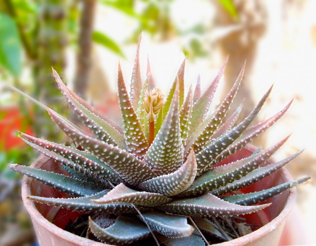 Zebra Succulent Dying