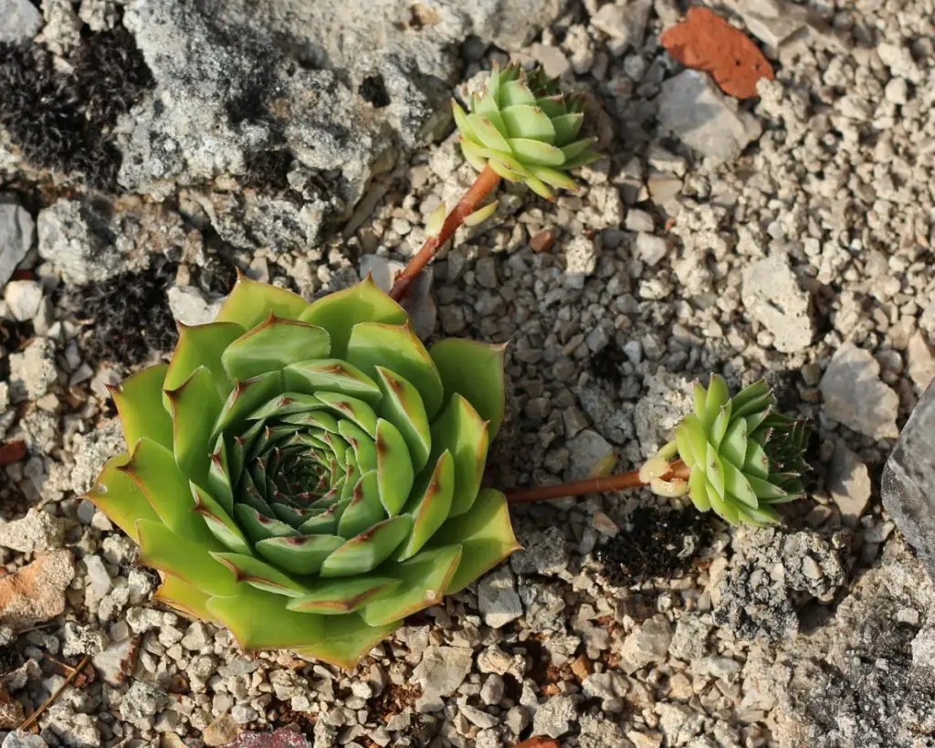 Are Hens and Chicks Perennials